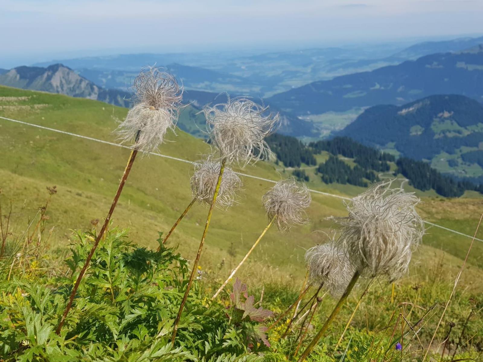 Ferienwohnungen Schantl Schoppernau Exteriör bild